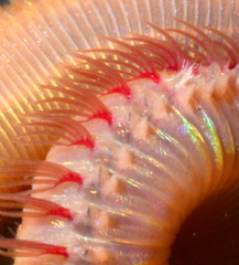 Marphysa