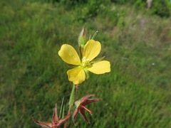 Ludwigia hirtella