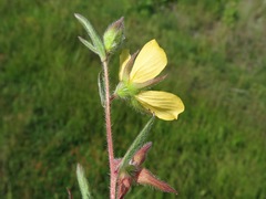 Ludwigia hirtella