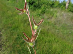 Ludwigia hirtella