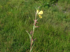 Ludwigia hirtella