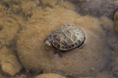 Mauremys leprosa leprosa