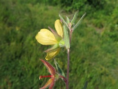 Ludwigia hirtella
