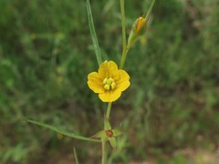 Ludwigia linearis
