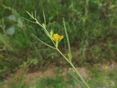 Ludwigia linearis