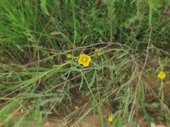 Ludwigia linearis