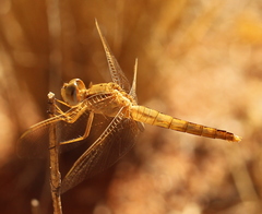 Crocothemis erythraea