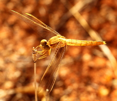 Crocothemis erythraea