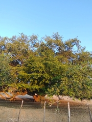 Gabriel M. Rolim, CC BY, iNaturalist via GBIF Microdesmia rigida, photograph Gabriel M. Rolim, CC BY, iNaturalist via GBIF