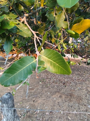 Microdesmia rigida, photograph 5