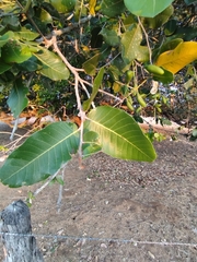 Gabriel M. Rolim, CC BY, iNaturalist via GBIF Microdesmia rigida, photograph Gabriel M. Rolim, CC BY, iNaturalist via GBIF