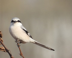 Lanius sphenocercus