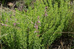 Syncolostemon transvaalensis