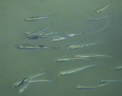 Atherinomorus lacunosus