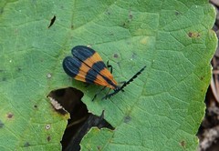 Calopteron discrepans