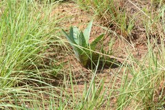 Ledebouria zebrina