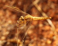 Crocothemis erythraea