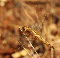 Crocothemis erythraea