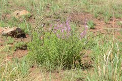 Syncolostemon transvaalensis