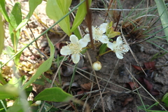 Eugenia albanensis