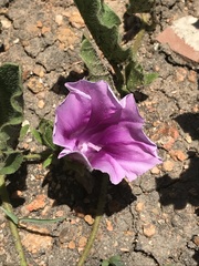 Ipomoea oblongata