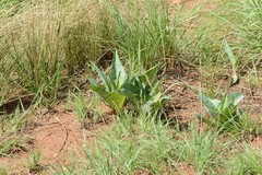 Ledebouria zebrina