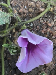 Ipomoea oblongata