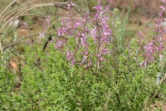 Syncolostemon transvaalensis