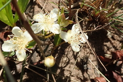 Eugenia albanensis