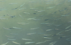 Atherinomorus lacunosus