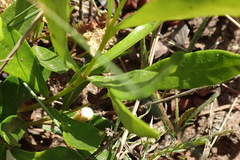 Eugenia albanensis