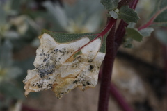 Chrysoesthia sexguttella