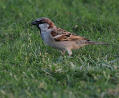Passer domesticus