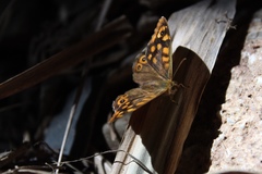 Pararge aegeria aegeria