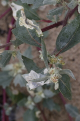 Chrysoesthia sexguttella