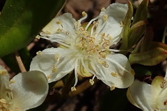 Eugenia albanensis