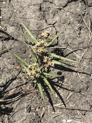 Stenostelma umbelluliferum