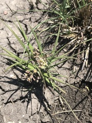 Stenostelma umbelluliferum