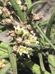 Stenostelma umbelluliferum