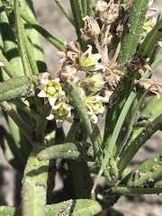 Stenostelma umbelluliferum