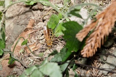 Megacampsomeris prismatica