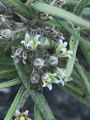 Stenostelma umbelluliferum