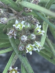 Stenostelma umbelluliferum