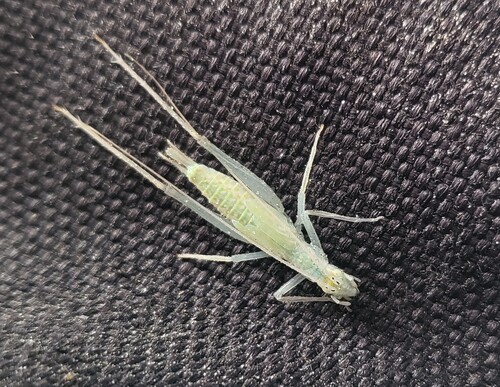 Davis' Tree Cricket photo 3