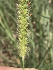 Setaria sphacelata torta