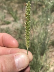Setaria sphacelata torta