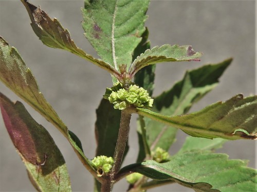 Lycopus X sherardii