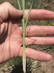 Setaria sphacelata torta