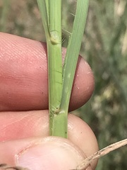 Setaria sphacelata torta