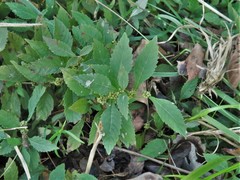 Lycopus × sherardii